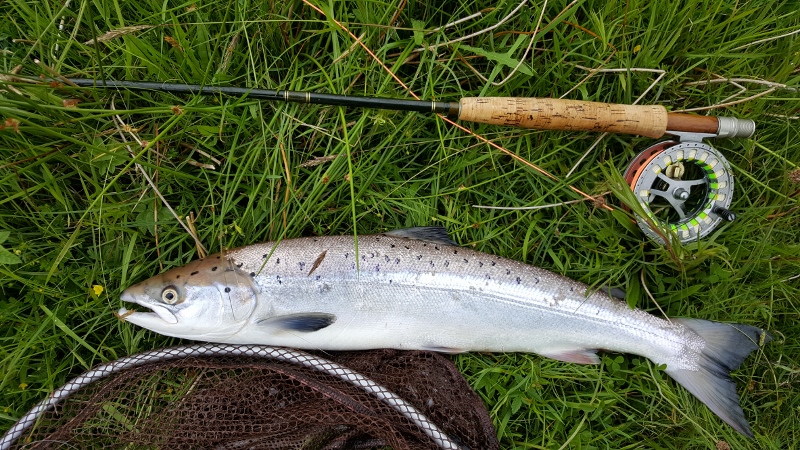 A small grilse from a Shetland Voe