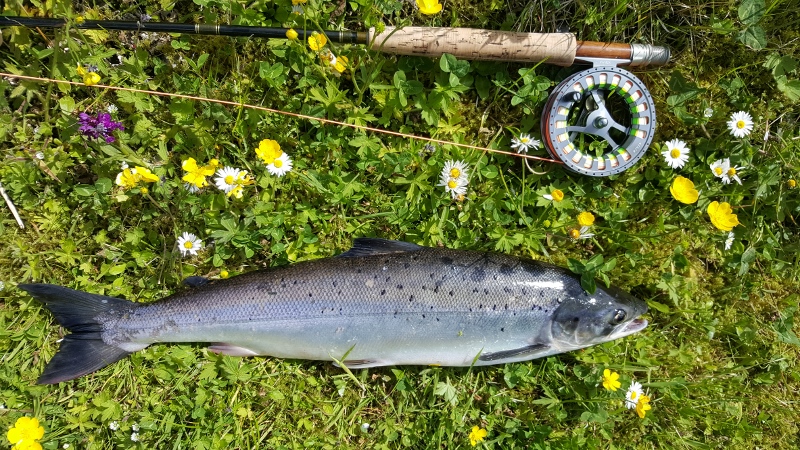 A 4lb Grilse from a Shetland Voe caught on a Size 10 Daddy Longlegs
